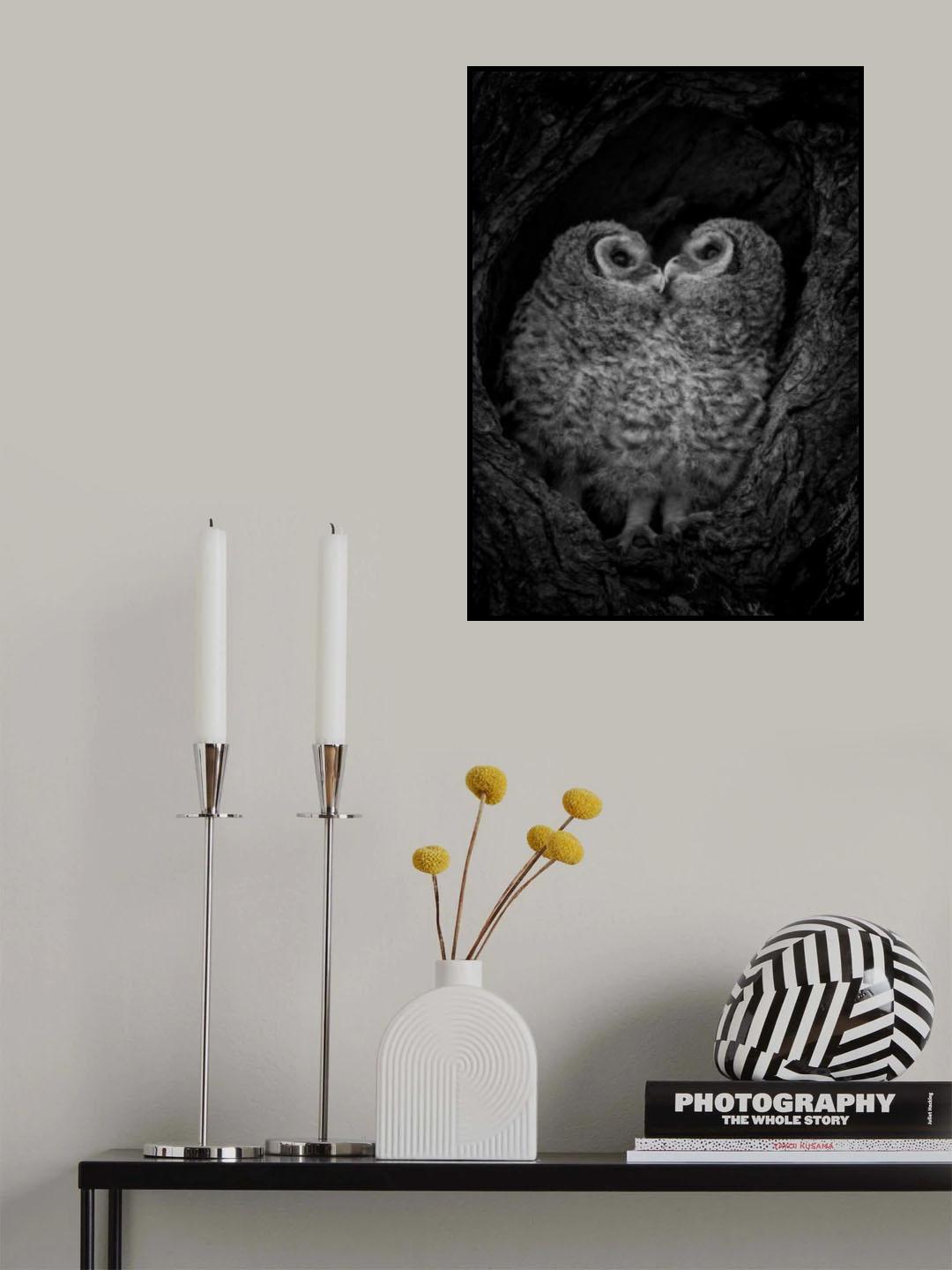 A pair of owlets Poster och Canvastavla