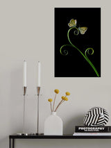 Two Butterflies Poster och Canvastavla
