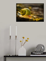 Leptopoma nitidum Poster och Canvastavla