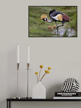 Crowned crane and its little ones Poster och Canvastavla