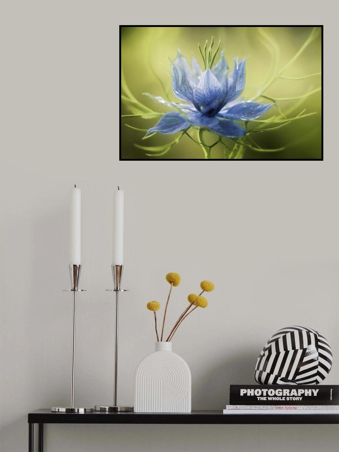 Nigella Poster och Canvastavla