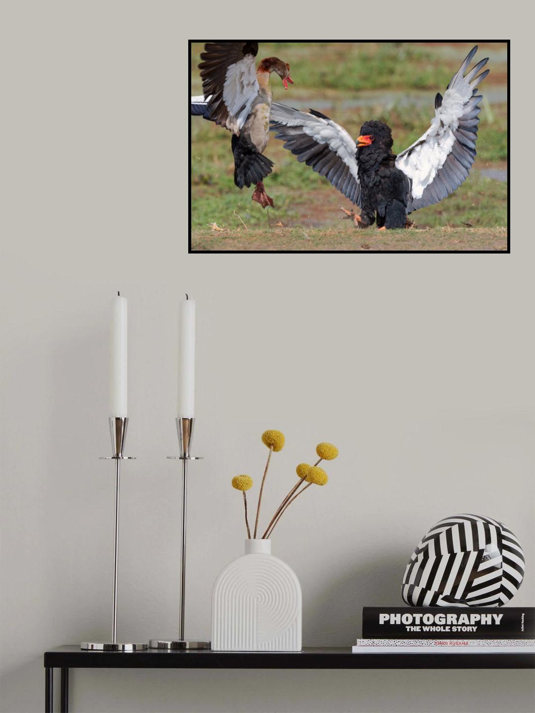 Avian battle Poster och Canvastavla