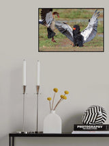 Avian battle Poster och Canvastavla