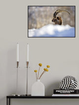 The king of the mountain Poster och Canvastavla