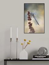 Anax Parthenope Poster och Canvastavla