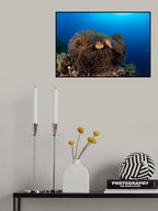 anemone with silverback clownfish Poster och Canvastavla