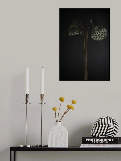 Lotus heads - dried Poster och Canvastavla