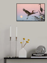flying in pink evening Poster och Canvastavla