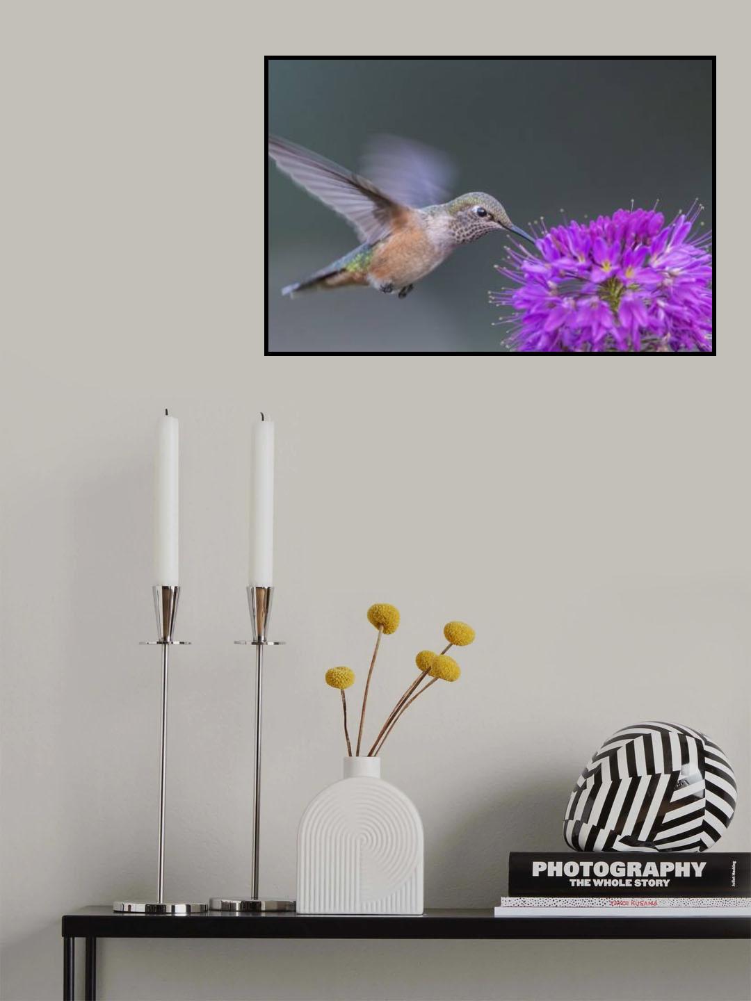 rufous hummingbird Poster och Canvastavla