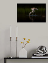Greater Flamingo Poster och Canvastavla