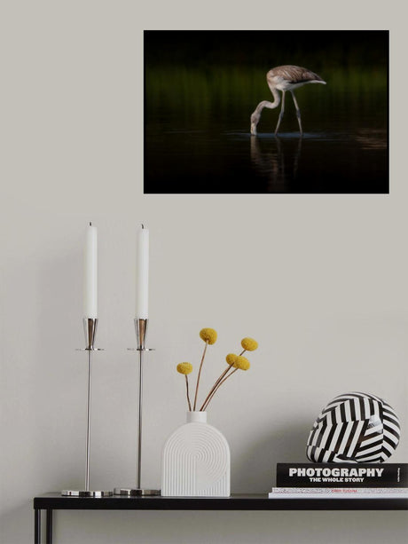 Greater Flamingo Poster och Canvastavla