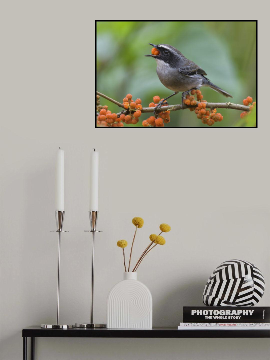 Grey Bushchat Poster och Canvastavla
