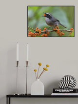 Grey Bushchat Poster och Canvastavla