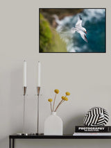 The Red-billed Tropicbird, Phaethon aethereus, is flying over the bay, Tobago Poster och Canvastavla