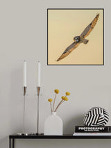 Eye contact Poster och Canvastavla