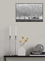 Starlings attack Poster och Canvastavla
