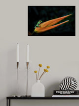 Perfect color match Poster och Canvastavla