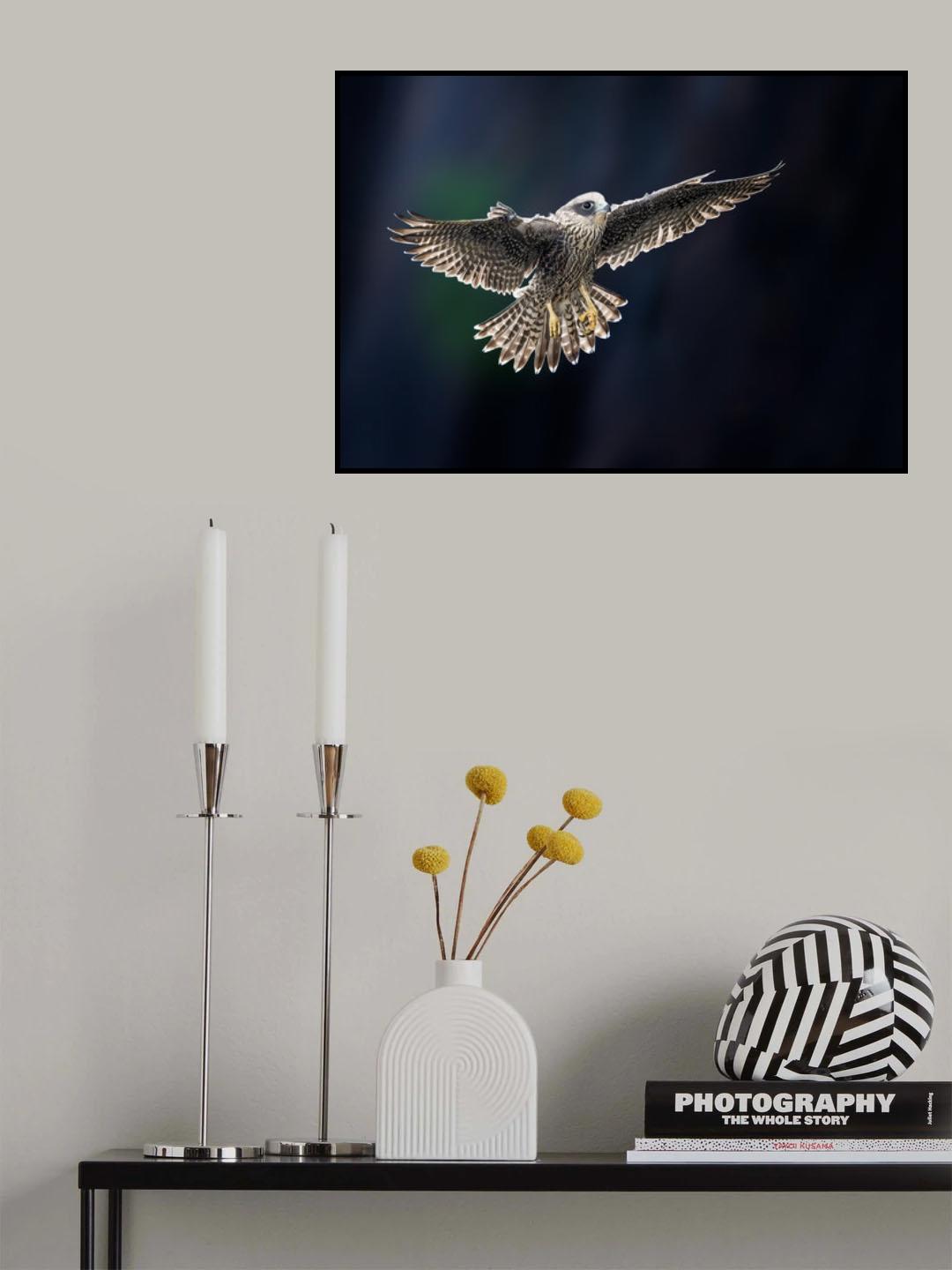 Juvenile Falcon Poster och Canvastavla