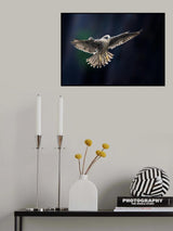 Juvenile Falcon Poster och Canvastavla