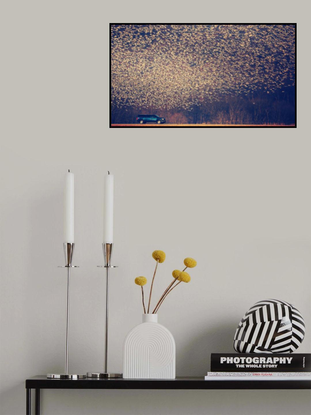 Migratory Patterns Poster och Canvastavla