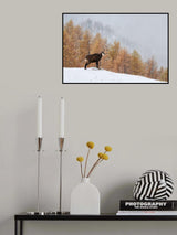 Autumn colors Poster och Canvastavla