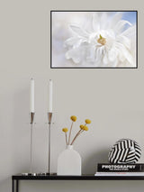 Magnolia Stellarta Poster och Canvastavla