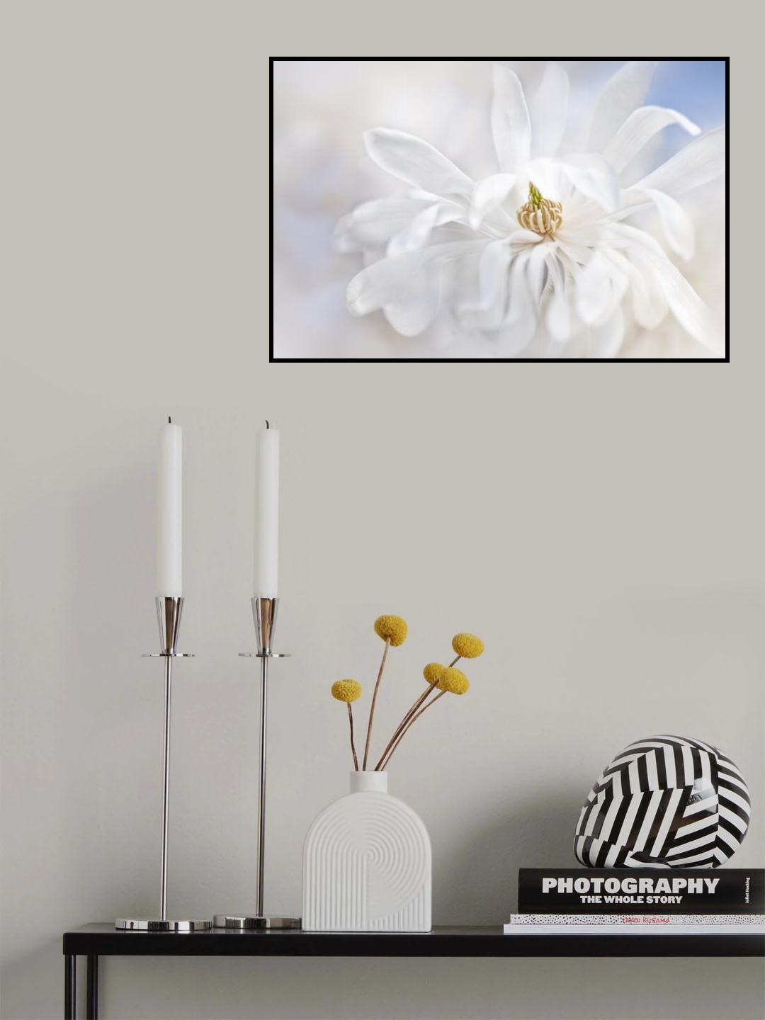 Magnolia Stellarta Poster och Canvastavla