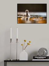 Black swan baby Poster och Canvastavla