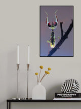 African devil Poster och Canvastavla