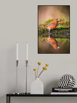The Red Crossbill, Loxia curvirostra Poster och Canvastavla