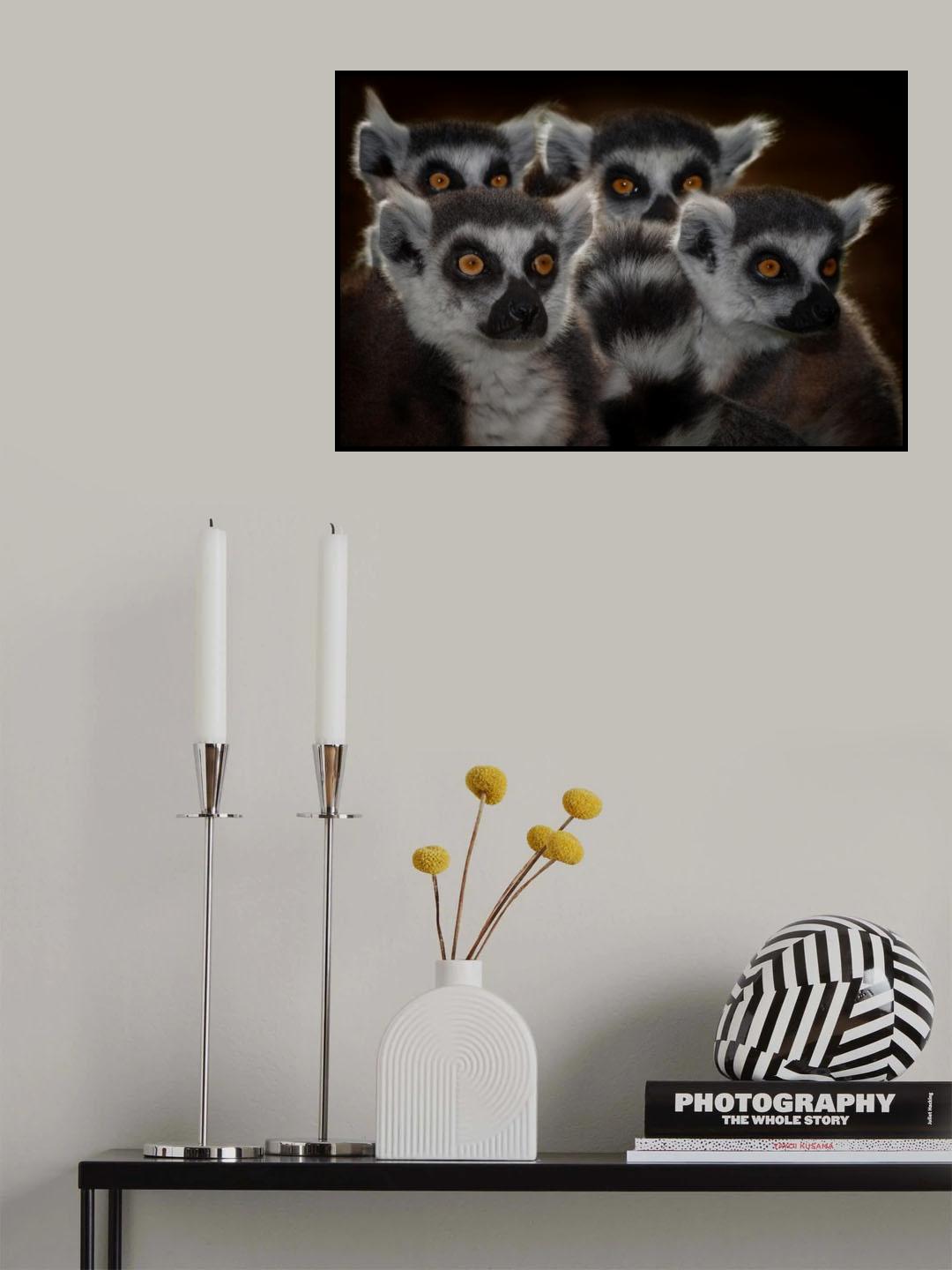 Maki catta school Poster och Canvastavla