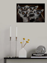 Maki catta school Poster och Canvastavla