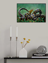 Gold-ringed snake Poster och Canvastavla