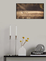 The Early Morning Ducks Poster och Canvastavla