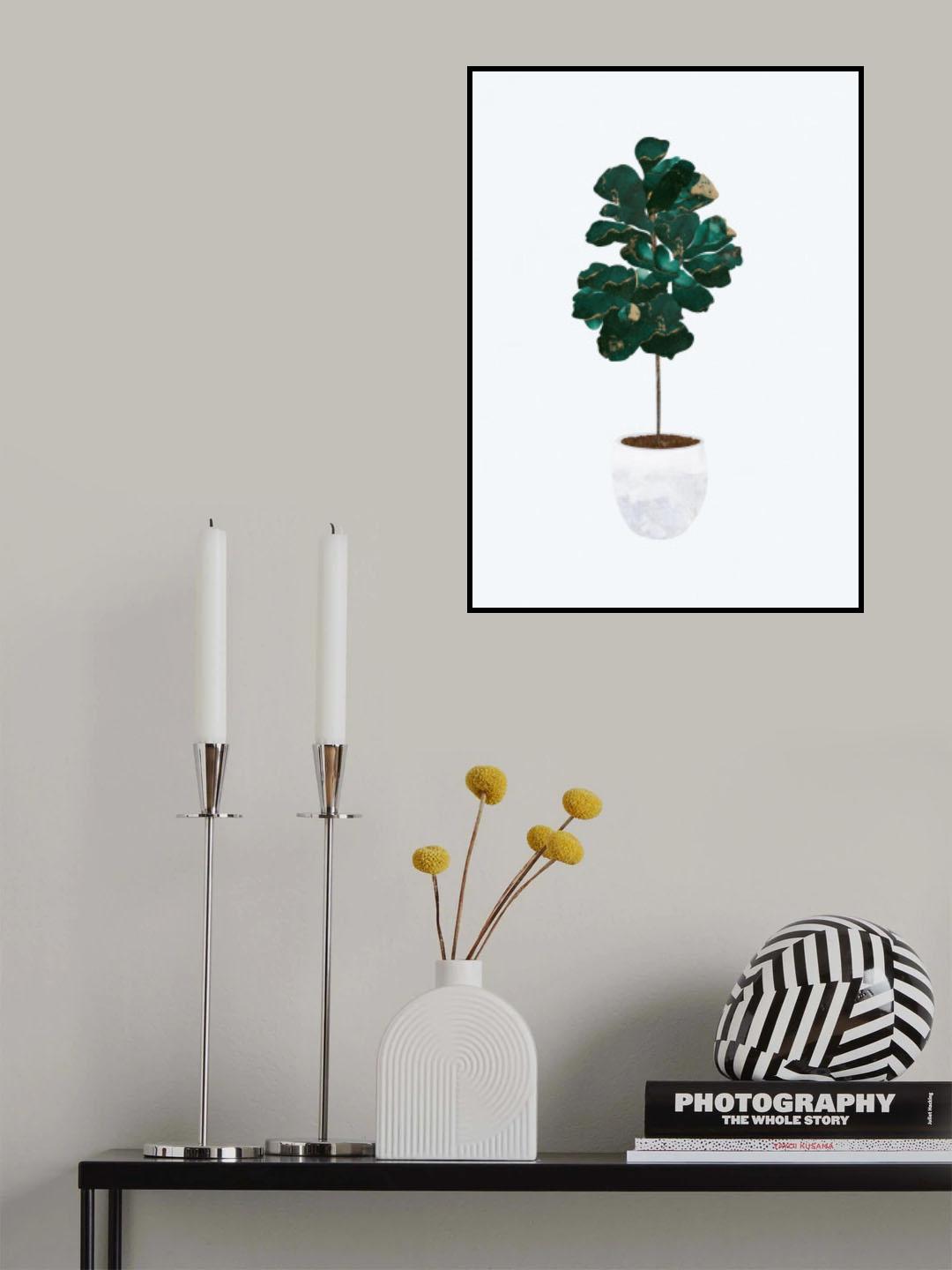 Fiddle leaf fig Poster och Canvastavla