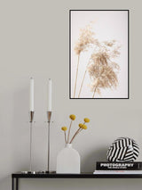 Reed Grass Grey 07 Poster och Canvastavla