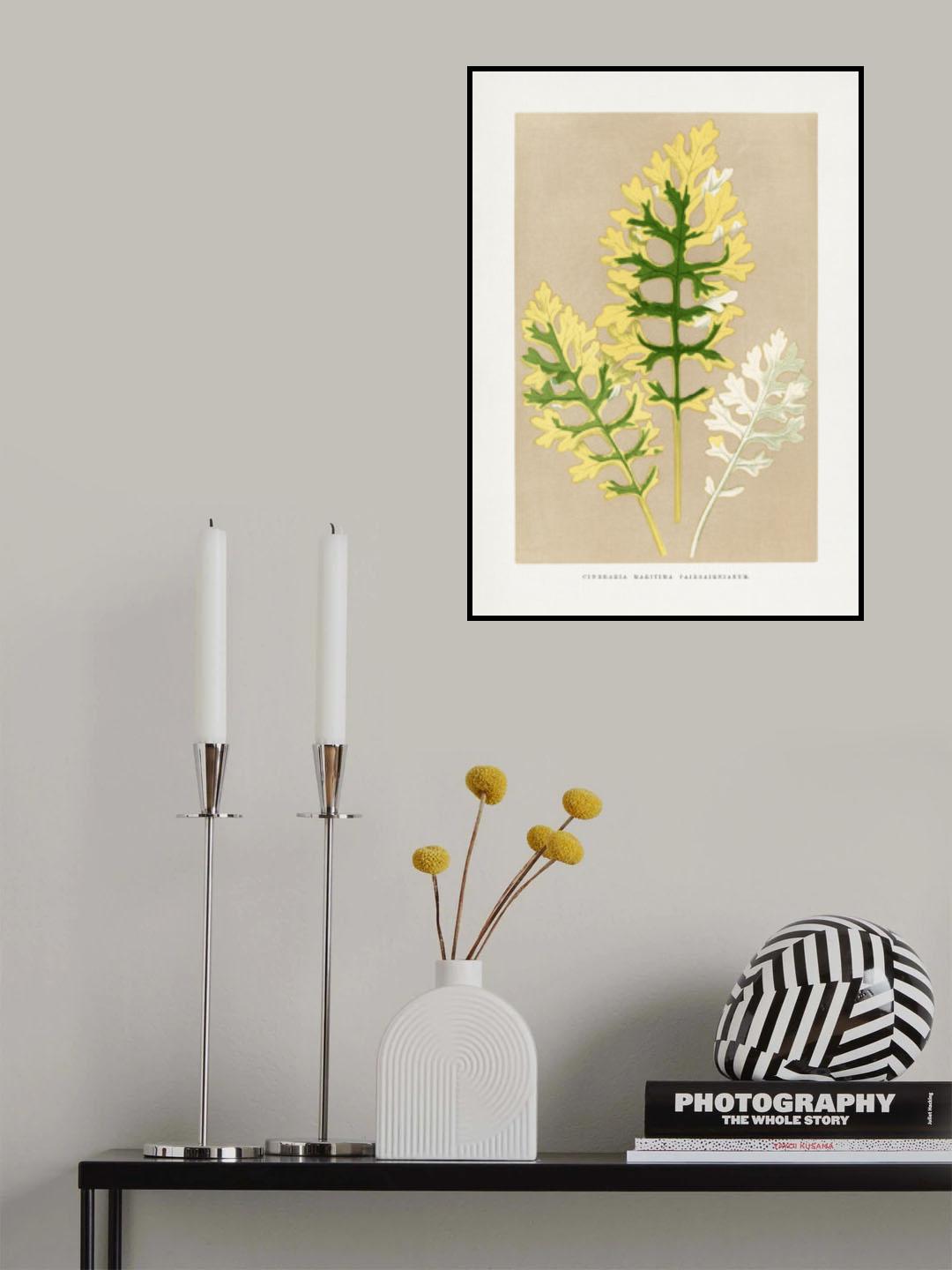 Cineraria Maritima Fairbairnianum Leaf Illustration Poster och Canvastavla