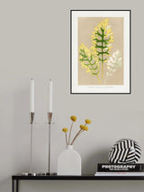 Cineraria Maritima Fairbairnianum Leaf Illustration Poster och Canvastavla