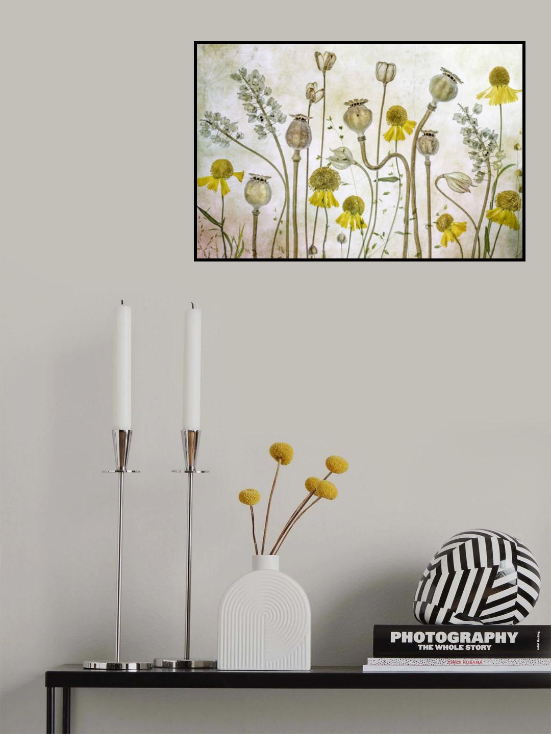 Poppies and Helenium Poster och Canvastavla