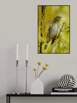 Blackpoll warbler Poster och Canvastavla