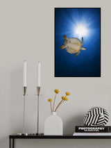 Green turtle Poster och Canvastavla