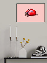 Ladybug Turtle Poster och Canvastavla