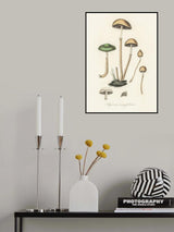 Agaricus Semiglobatus Poster och Canvastavla
