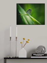 where the light shines Poster och Canvastavla