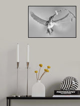 Sunbird in motion Poster och Canvastavla