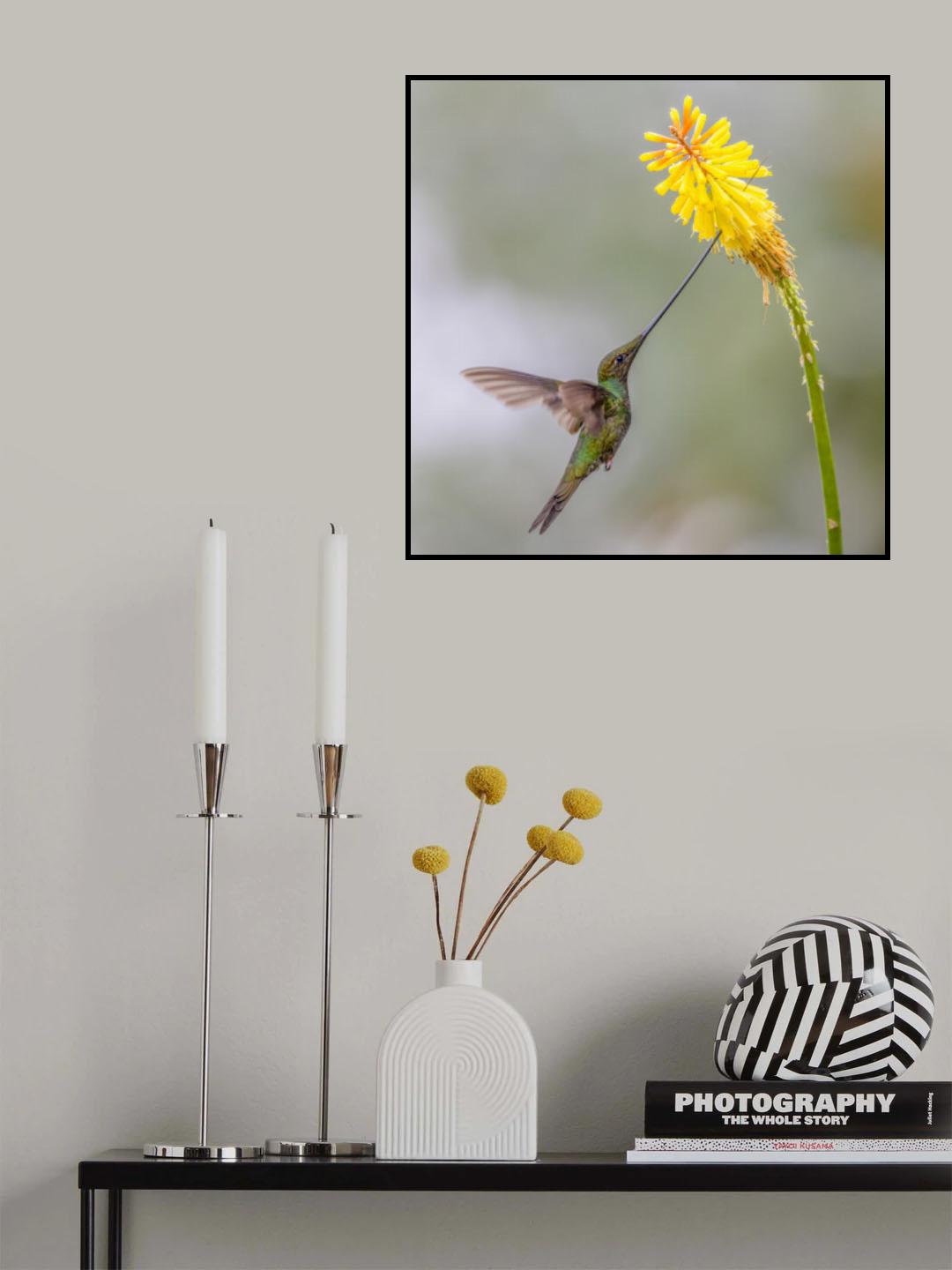 Sward_Billed Hummingbird Poster och Canvastavla