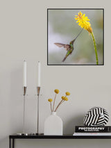 Sward_Billed Hummingbird Poster och Canvastavla