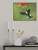 Collared Inca Hummingbird Poster och Canvastavla