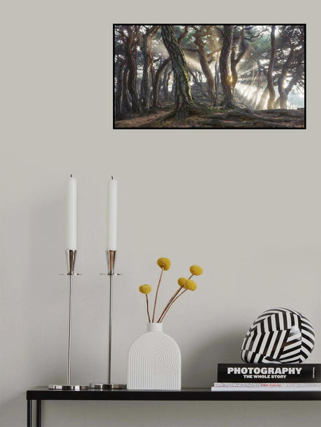 Sacred Pine Trees Poster och Canvastavla