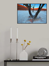 Ancient trees in the Vlei Poster och Canvastavla